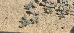 Euphorbia micromera