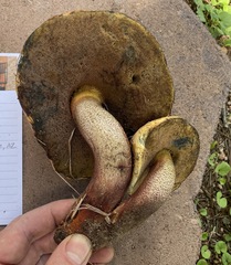 Neoboletus