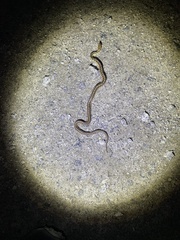 Thamnophis sirtalis pallidulus