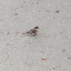 Passer domesticus