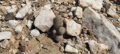 Mammillaria dioica dioica