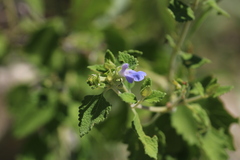 Salvia ballotiflora