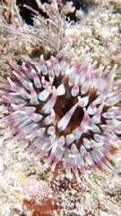 Urticina felina