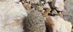 Mammillaria dioica dioica