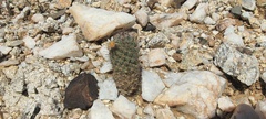 Mammillaria dioica dioica
