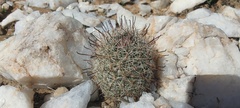 Mammillaria dioica dioica