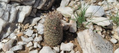 Mammillaria dioica dioica