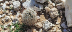 Mammillaria tetrancistra