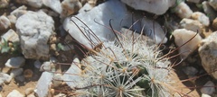 Mammillaria tetrancistra