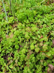 Hypericum anagalloides