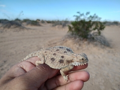 Phrynosoma mcallii