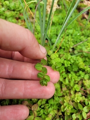 Hypericum anagalloides