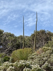 Xanthorrhoea platyphylla