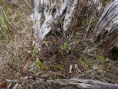 Penstemon serrulatus
