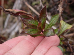 Penstemon serrulatus