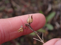 Penstemon serrulatus