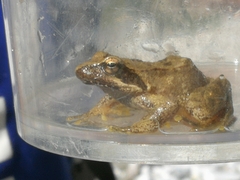 Rana italica