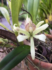 Prosthechea aemula