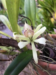 Prosthechea aemula
