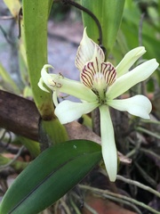 Prosthechea aemula