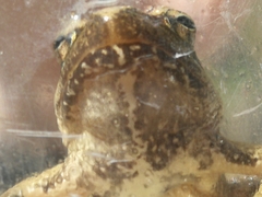Rana italica