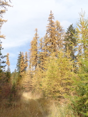 Larix occidentalis