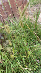 Setaria pumila