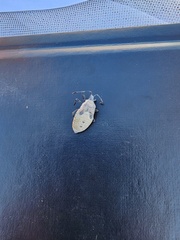 Anasa tristis