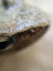 Rana italica