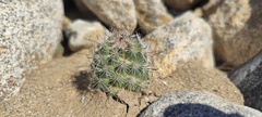 Mammillaria dioica dioica