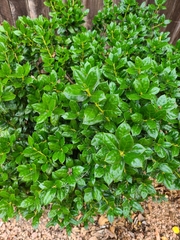 Berberis ilicifolia