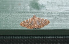 Glyphodes multilinealis