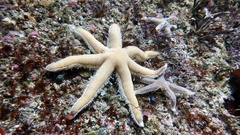 Echinodermata