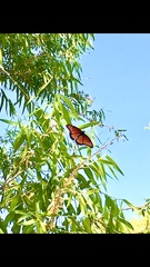Limenitis archippus obsoleta