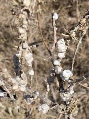 Rhopalomyia floccosa