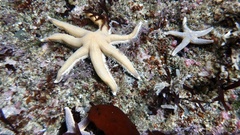 Echinodermata
