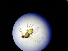 Phytomyzinae