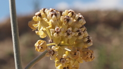 Asclepias albicans