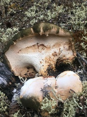 Albatrellus