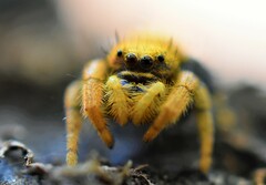 Phidippus nikites