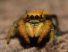 Phidippus nikites