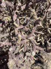 Cylindropuntia ramosissima