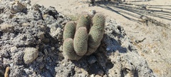 Mammillaria dioica dioica