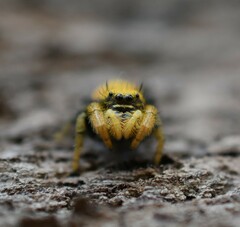 Phidippus nikites