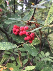 Sorbus aucuparia