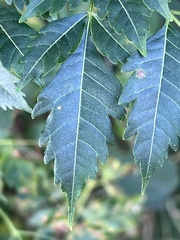 Koelreuteria bipinnata