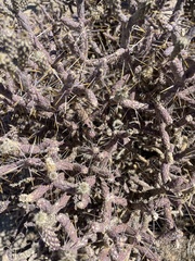 Cylindropuntia ramosissima