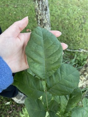Fraxinus americana