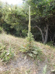 Verbascum macrurum