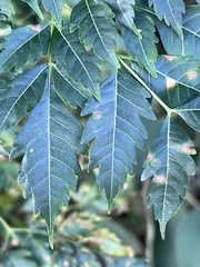 Koelreuteria bipinnata